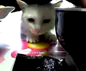 うちゃにゃ対うちゃちち！