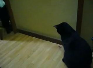  日々の猫遊び。