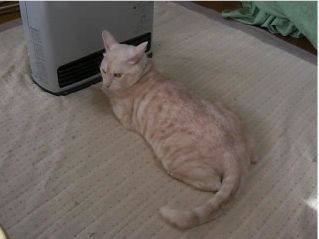  絶対動かないですニャ～