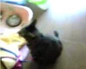  再び動画猫にゃん。
