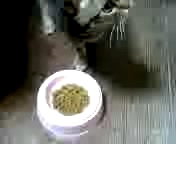 カレンも応募してみる？