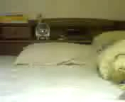 激しいたまかちゃん