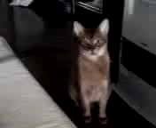 持ってこいが出来るにょ