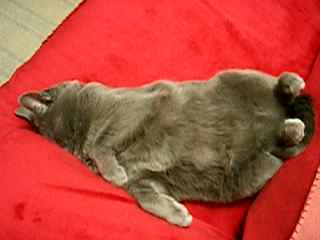 リラックス寝姿 (=^・^=) ... あみ♪動画 Photo ★