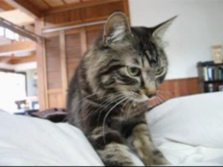 クウの朝 【猫ムービー】