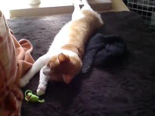  ダラダラ過ごす