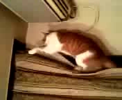 巨大猫のカーテン登り