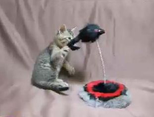  クレージーキャット