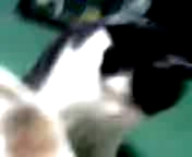 ちらリズム～（猫川柳）