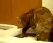 立つ猫跡を濁さず