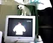 BBC交響楽団プロムス