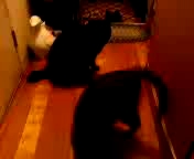 第2回ねこ動画コンテスト♪