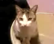 ぴよたんのお顔ちょいちょい♪