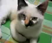 コンテスト用？