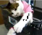  愛・がんばる! っの巻ぃ～♪