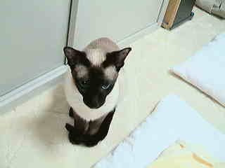 【動画＆音声あり】　お返事ランちゃん