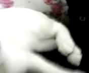 で、今日の日記の本題。