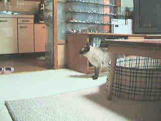 【動画＆音声あり】　ランを探すワっつ。