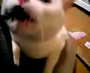 紐であそぶアポロ