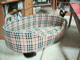 【動画】　そしてランちゃん登場