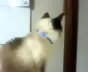 大きなあくびだニャン♪