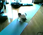 モモの運動不足解消