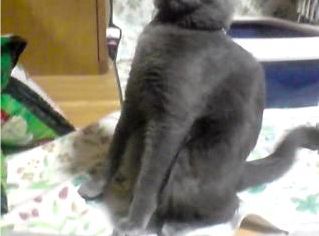 クララが立った！