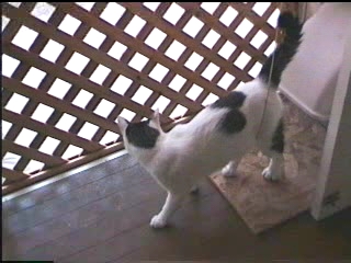 此れがぁ・・・・・