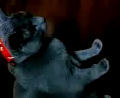 第2回 猫動画コンテスト！