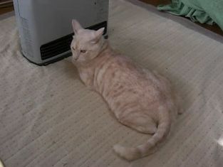  絶対動かないですニャ～