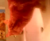 耳のたってしまったスコテッシュフォールドなんだな・・・