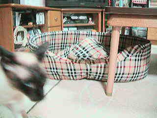 【動画】　さらにその後のふたり。