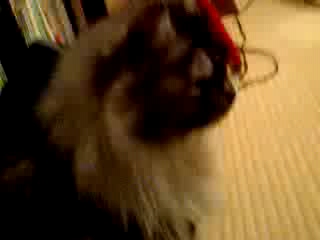 ミュウのご帰還