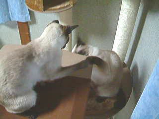 【動画】　戦いの日々