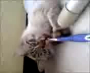 にゃんにゃんにゃんの猫の日記念♪