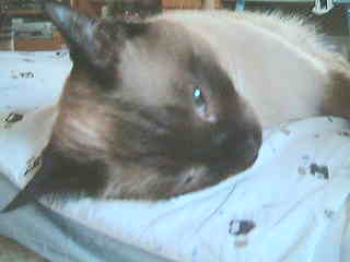 【動画】　目ぇ開いて寝てるよ・・・