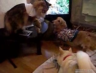  猫動画コンテストへの応募