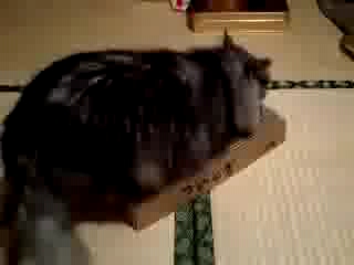 ミュウの爪とぎ機（オリジナル）