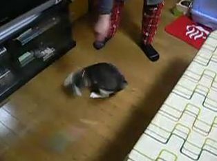  クルクル回って、目も回る