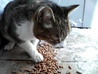  【動画】くしゃみにゃクシュン