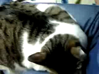 ダイエットさせなきゃ～