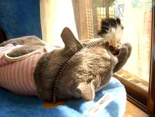 丁寧に毛づくろいする姫ちゃん♪