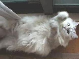  ややこしや～、ややこしや～。