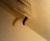  怪しいいきもの