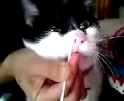 モモ♀の鼻クソ掃除。