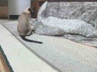 いつまでも飽きない