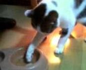  きょうふのみそしる