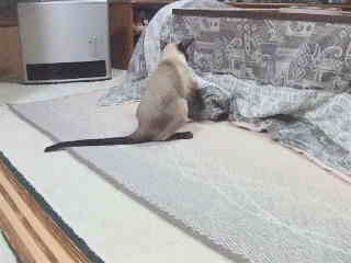 トラック2周ーーーっ！！