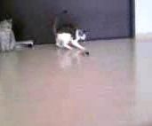 ねずみ動画と、ナナコとごはん♪