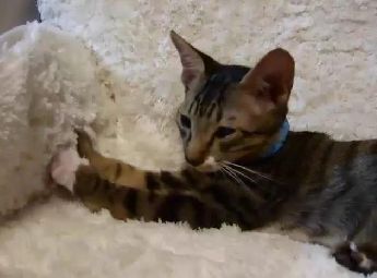  レオのモミモミ